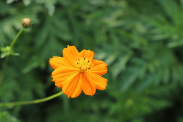 野原に咲くキバナコスモスのオレンジ色の花