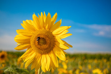 Fototapeta premium close-up of a sunflower standing in a field of sunflowers and the sky is blue