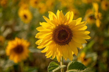  close-up of a sunflower standing in a field of sunflowers and the sky is blue