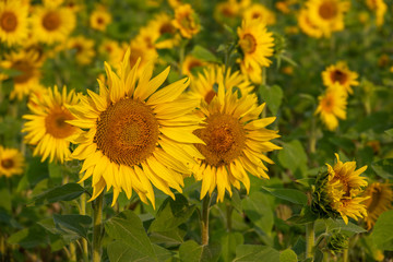 many yellow sunflowers stand in one field of sunflowers