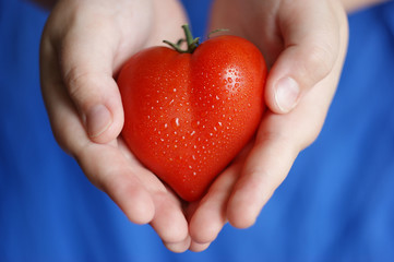 human heart sketch. heart-shaped tomato in the hands of a child