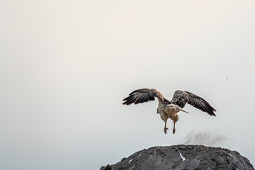  bird of prey flies away from a hill with its wings spread