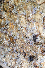 mushroom farm. Detail image of fungus bag for preparing plant mushrooms.