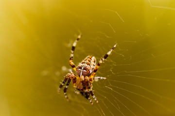 Spinne im Netz, Macro, Netz, Spinne, Spider