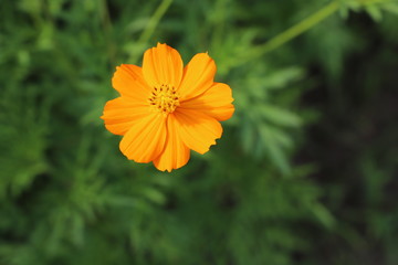 野原に咲くキバナコスモスのオレンジ色の花
