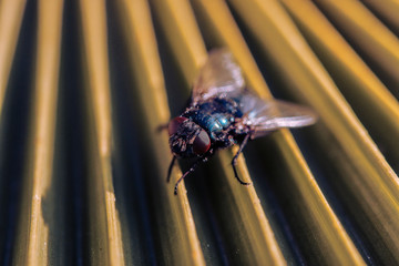 Fliege auf Palmenwedel, Macro, Schärfeverlauf