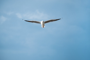 seagull flying in the sky