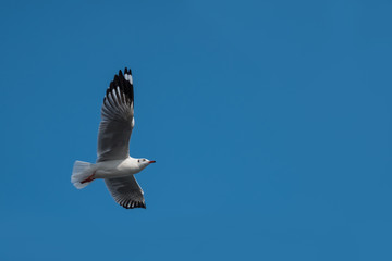 seagull flying in the sky
