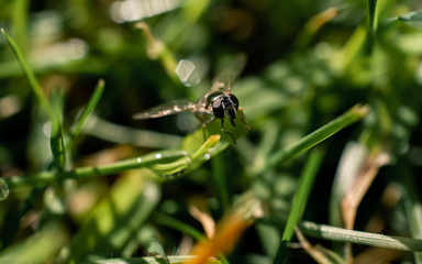 Insect on the grass