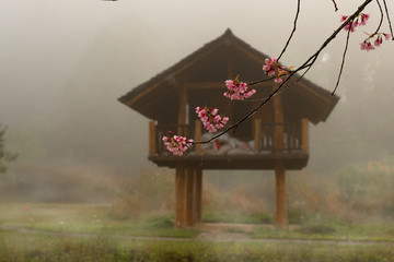 cherry blossom in front of barn