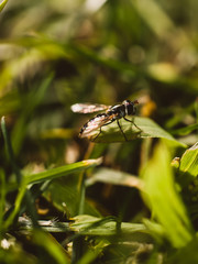 Insect on the grass