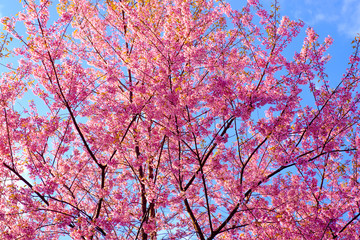 Wild Himalayan Cherry
