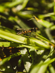 Insect on the grass