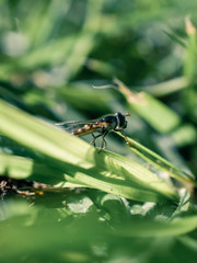 Insect on the grass