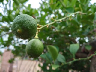 Green lemons, limes on a tree. Growing food in orchard, garden background 