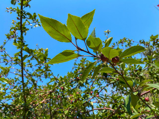 pomegranate tree, pomegranate bud and blue sky
