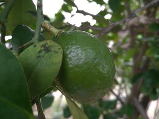 Green lemons, limes on a tree. Growing food in orchard, garden background 
