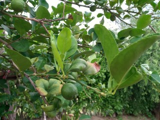 Green lemons, limes on a tree. Growing food in orchard, garden background 
