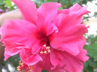 Pink Flowers with leaves. Flowers on green leaves background in garden under sunlight 