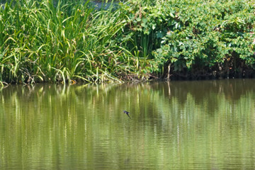 swallow in flight