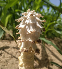 Mushroom covered with grass and leaves 
