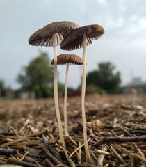 Mushroom covered with grass and leaves 
