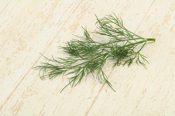 Fresh green dill herb branch
