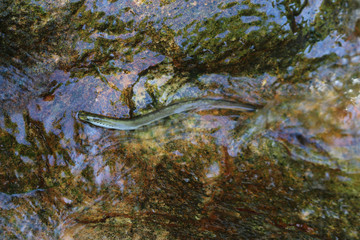 A lamprey sucks on a rock to hold it in place in a fast-flowing freshwater river