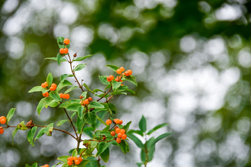 Yellow sea buckthorn berries on green branches - natural summer background