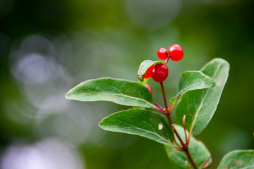 Wild red inedible berries on green branches of trees large-natural background