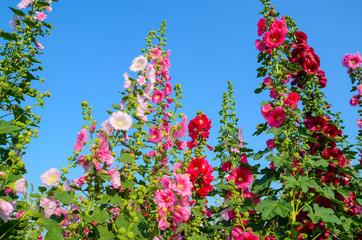 Alcea rosea (Hollyhock) garden