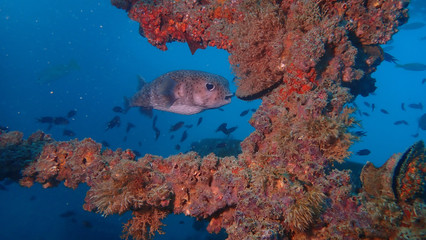 Porcupine Fish at Kled Know wreck, PhiPhi Island
