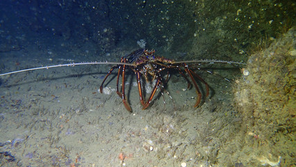 Big Lobster in Maja Cave at PhiPhi island