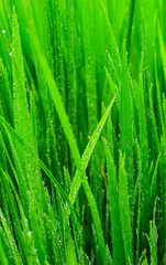 Fototapeta na wymiar Transparent drops of water dew on grass close up.Natural green background. water drops on the green grass for wallpaper. Chandpur, Bangladesh / 2020.