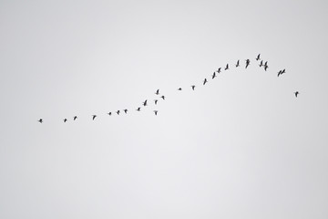 Flying Birds