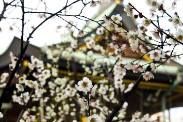 　Scientific name is Prunus mume.English name is Japanese apricot.