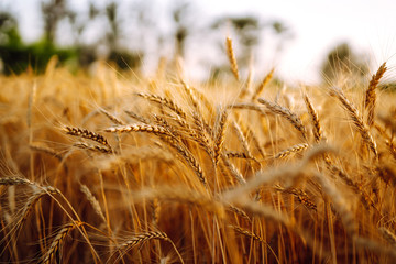 Fototapeta premium Wheat field at sunset. Field landscape.