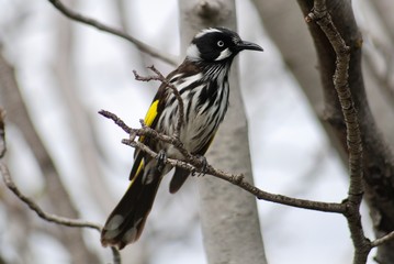 honeyeater 