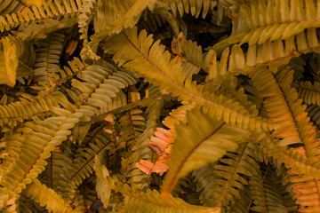 Beautiful ferns leaf, natural ferns background