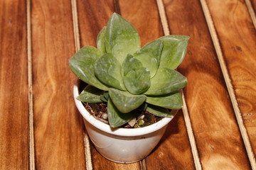 succulent plant with leaves in white pot on a teak table