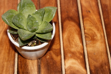 succulent plant with leaves in white pot on a teak table
