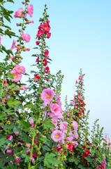 Alcea rosea or Hollyhock 