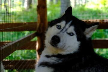 Siberian husky kennel. Dogs sit in cages behind iron bars. © vidvk