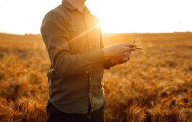 Farmer with wheat germ at sunset in a wheat field. Agriculture and harvesting concept.