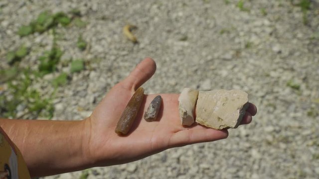 Geologist shows finds in hand. Belemnites, bones and ancient remains. Close-up.
