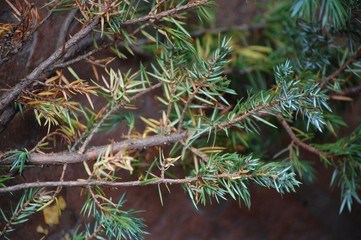 Pine branch