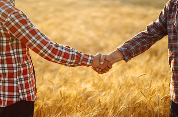 Handshake. Two farmer standing in a wheat field and shake hands on sunset. Harvesting and business...