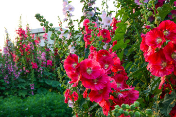 Alcea rosea or Hollyhock 