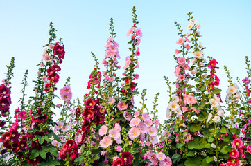 Alcea rosea or Hollyhock 