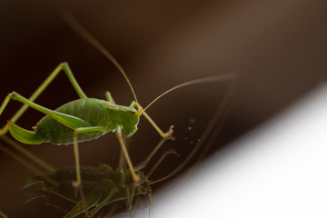 Grashüpfer auf einer Glasplatte